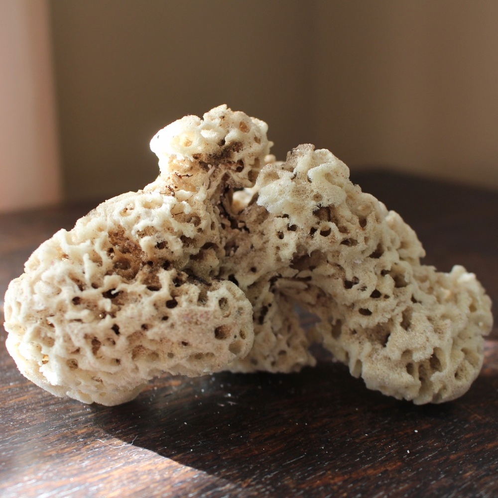 Belizean Coral from Beachcombing